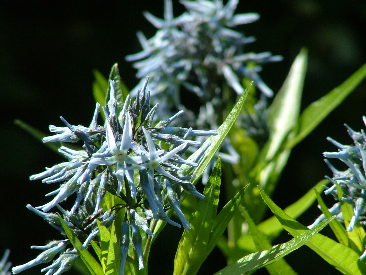 Amsonia tabernaemontanaStermaagdenpalm bestellen